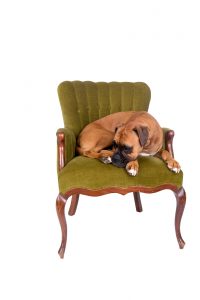 boxer dog on a green chair